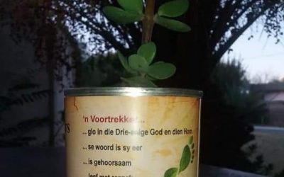 Artikel 11_Olyvenhoutsdrift